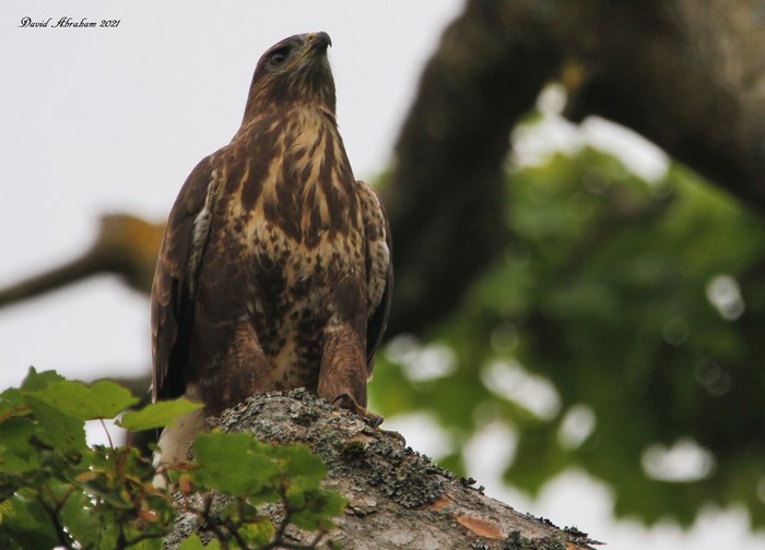 Buzzard