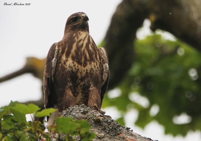 Buzzard