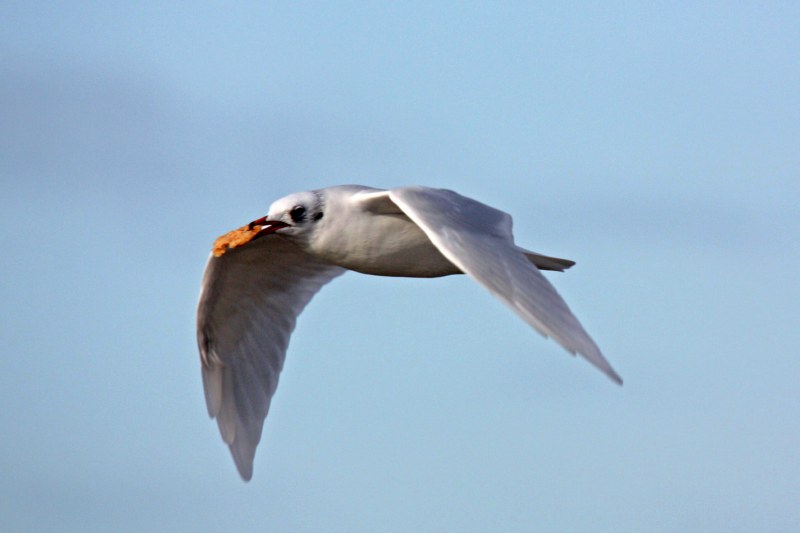 Mediterranean Gull