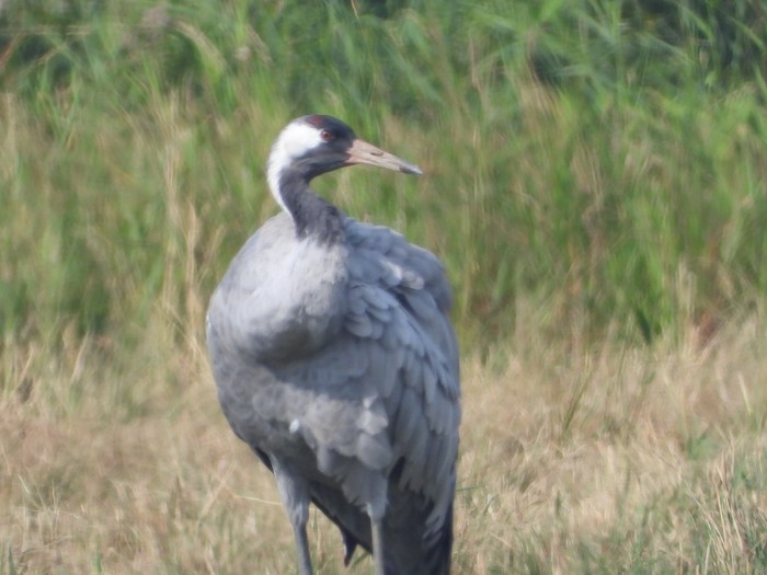 Common Crane