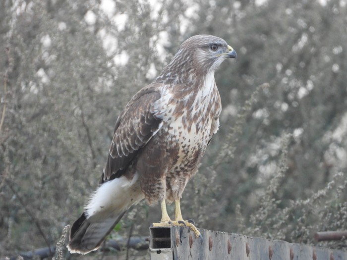 Buzzard