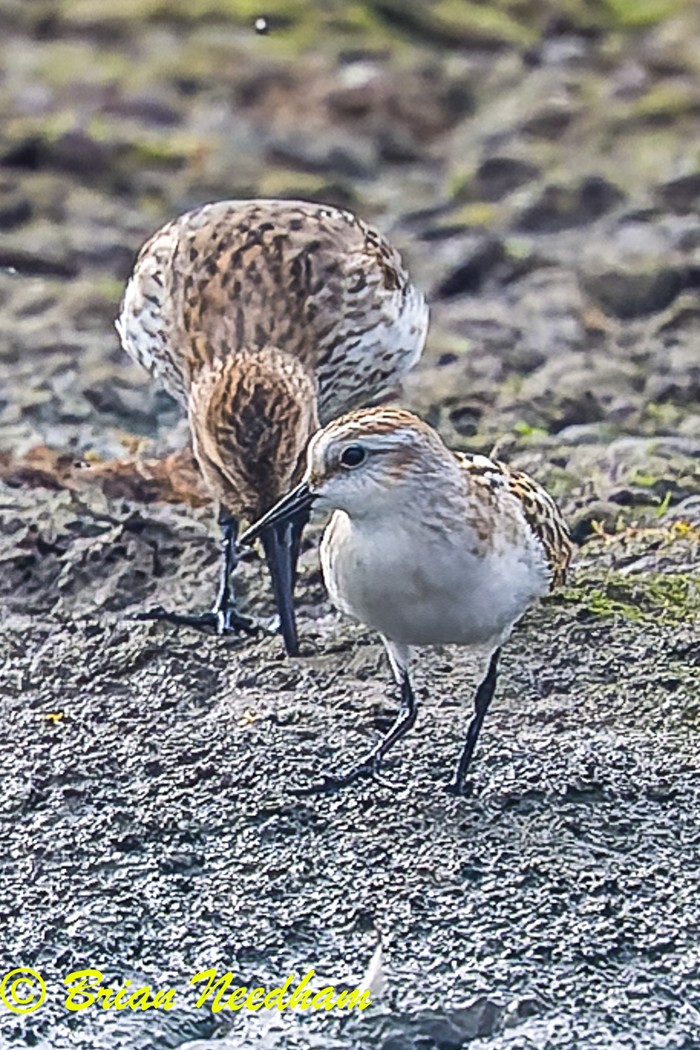 Little Stint