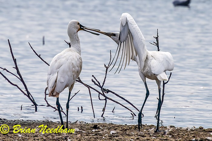 Spoonbill