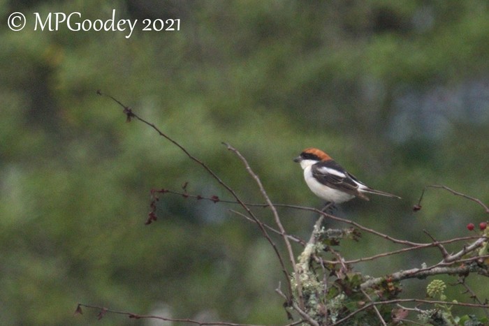 Woodchat Shrike