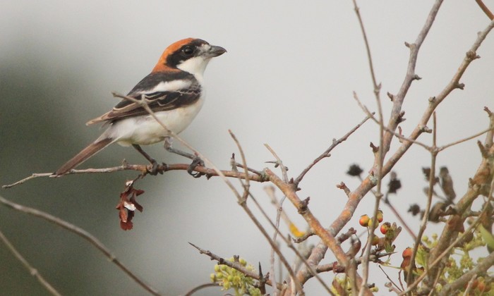 Balearic Woodchat Shrike