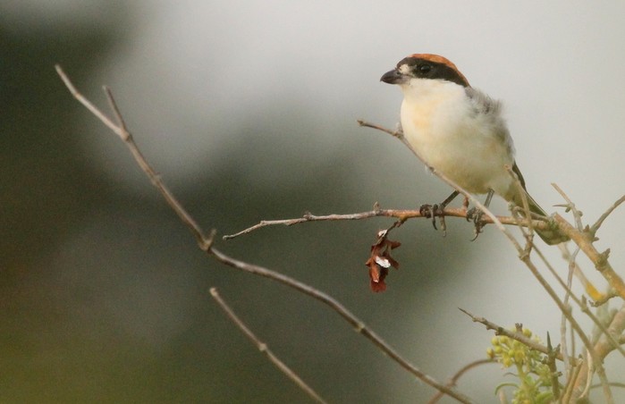 Balearic Woodchat Shrike