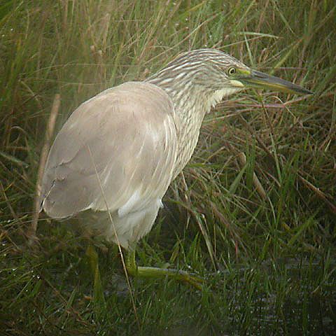 Squacco Heron
