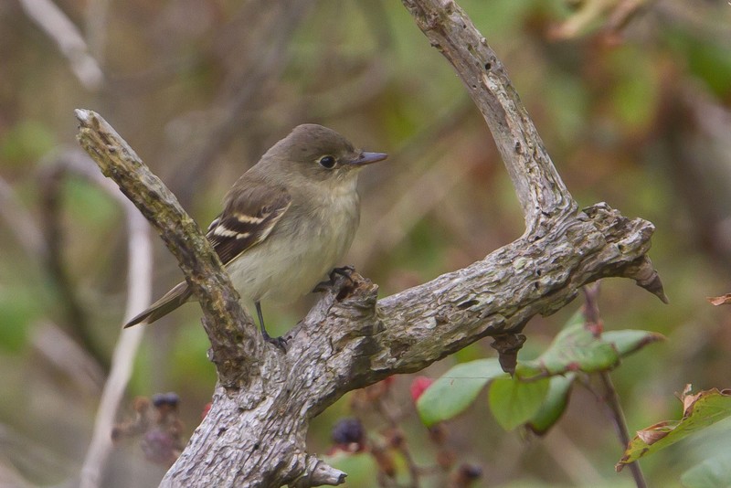 Alder Flycatcher