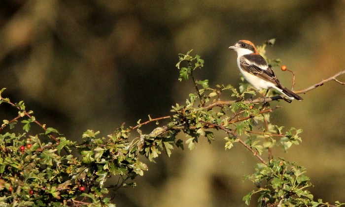 Balearic Woodchat Shrike