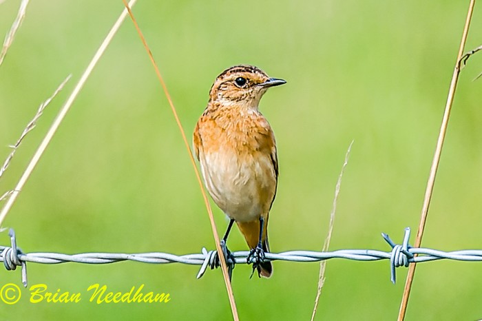 Whinchat