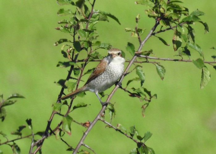Red-backed Shrike