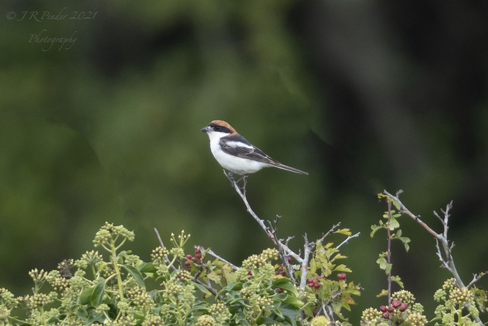 Balearic Woodchat Shrike