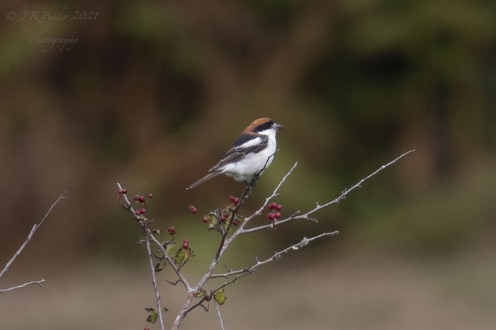 Balearic Woodchat Shrike