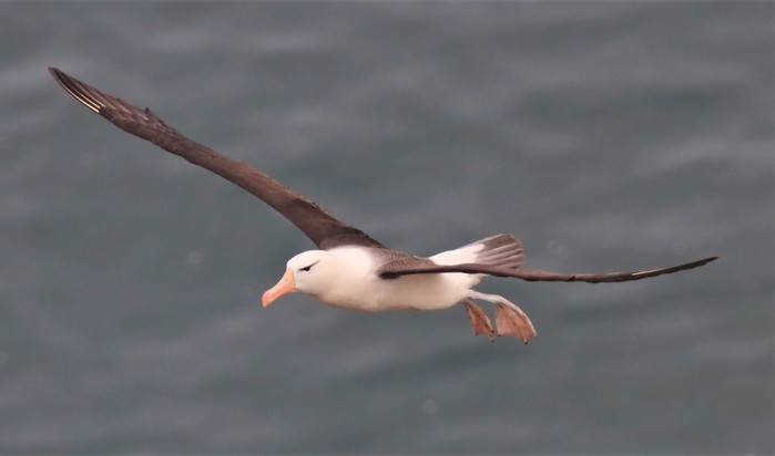 Black-browed Albatross