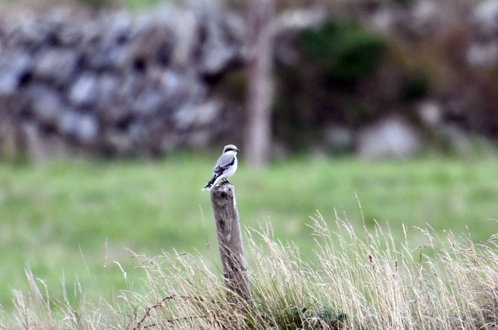 Lesser Grey Shrike