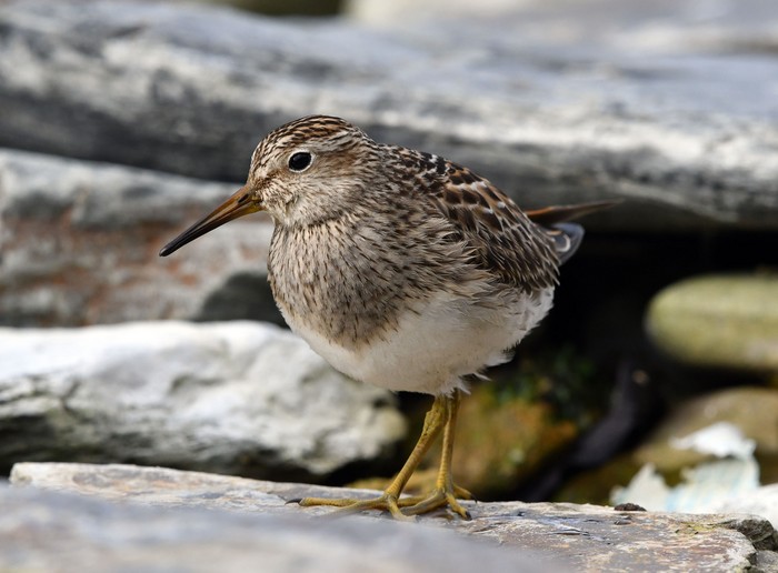 Pectoral Sandpiper