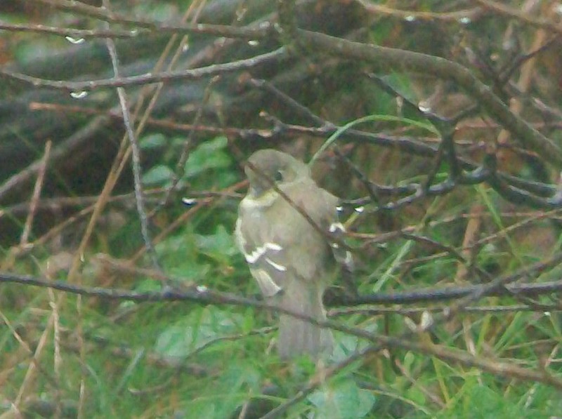 Alder Flycatcher