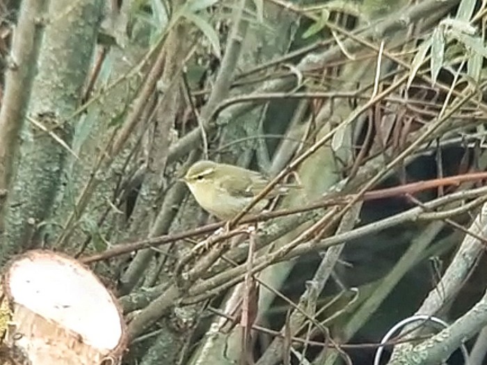 Green Warbler