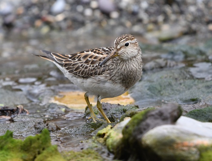Pectoral Sandpiper