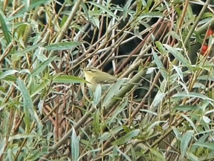 Green Warbler