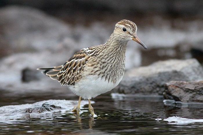 Pectoral Sandpiper