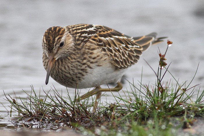 Pectoral Sandpiper