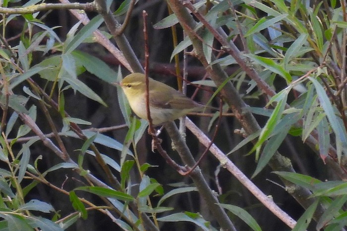 Green Warbler