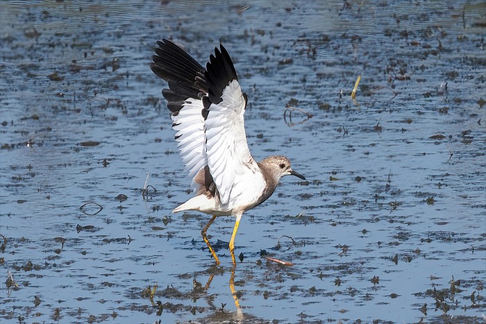 White-tailed Lapwing