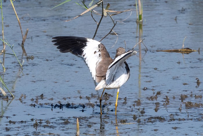 White-tailed Lapwing