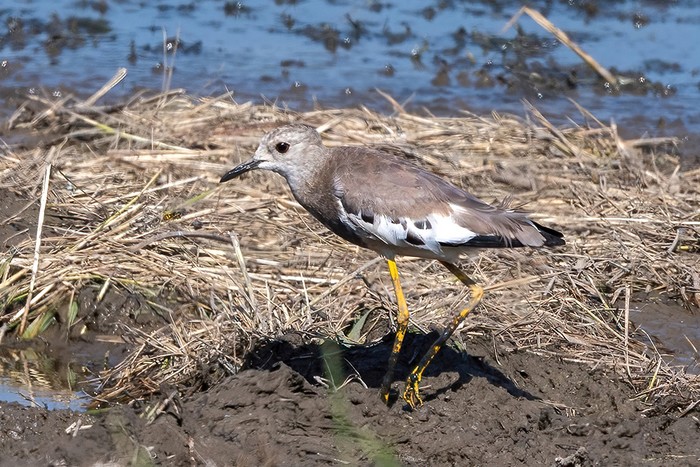 White-tailed Lapwing