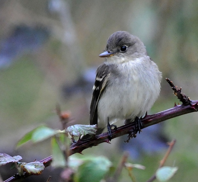 Alder Flycatcher