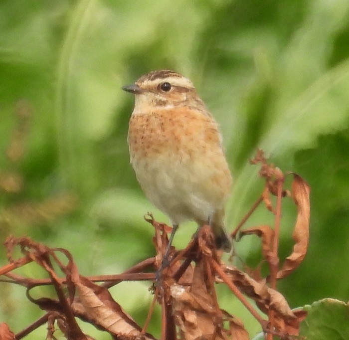 Whinchat