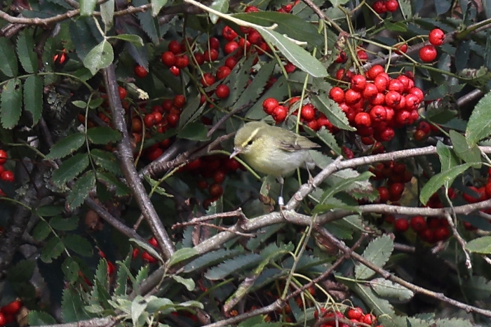 Green Warbler