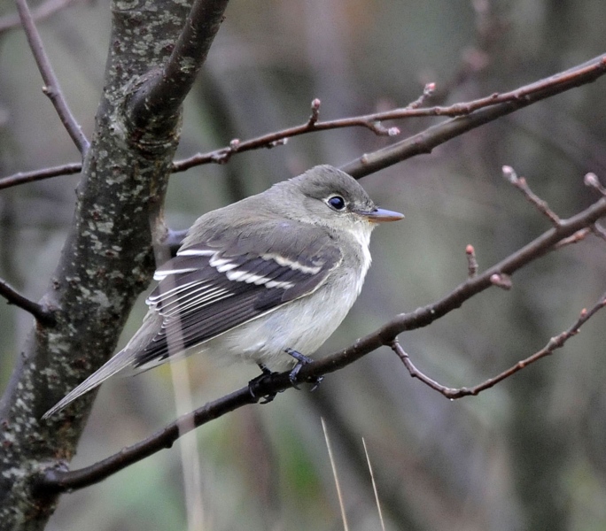 Alder Flycatcher