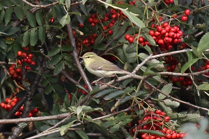 Green Warbler