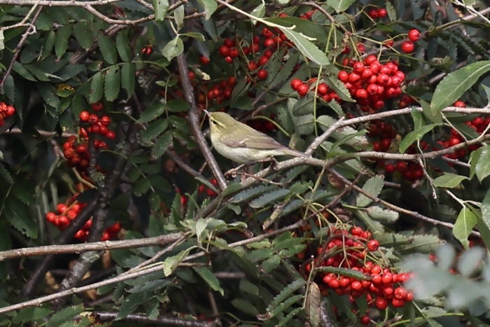 Green Warbler