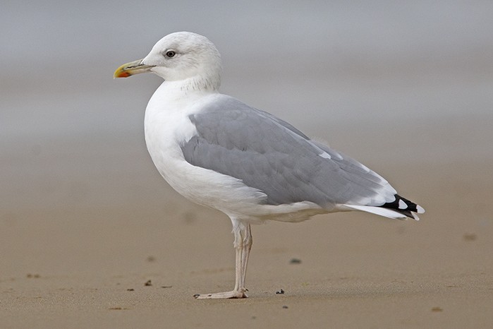 Caspian Gull