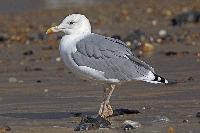 Caspian Gull