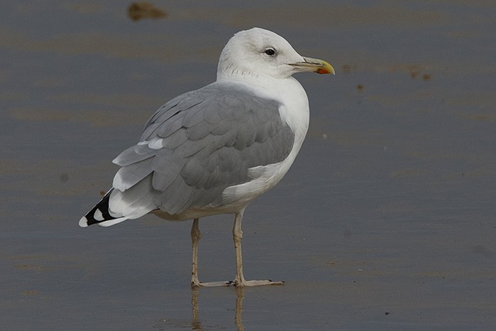 Caspian Gull