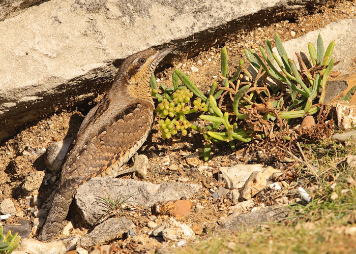 Wryneck