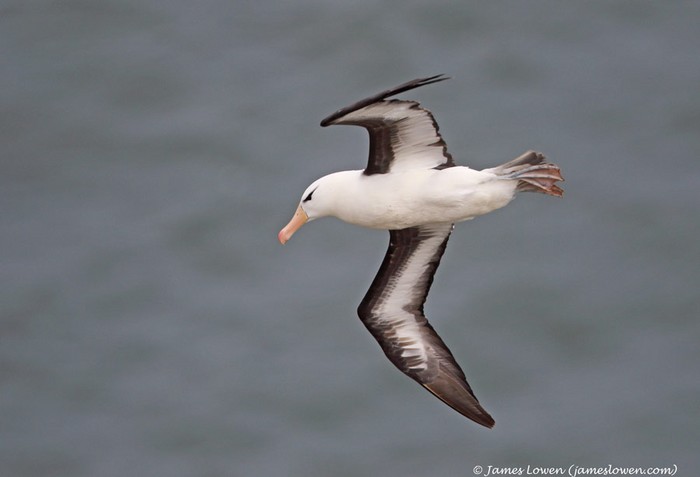 Black-browed Albatross