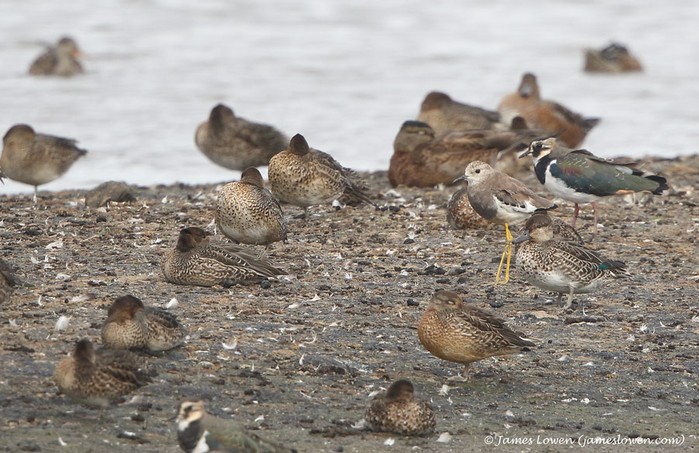 White-tailed Lapwing