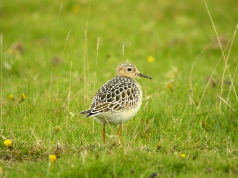 Buff-breasted Sandpiper