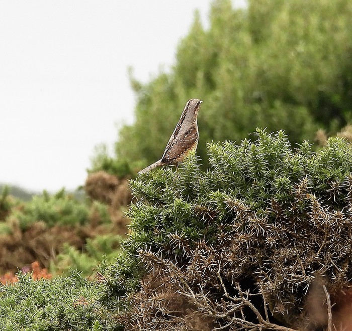 Wryneck