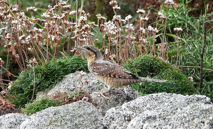 Wryneck