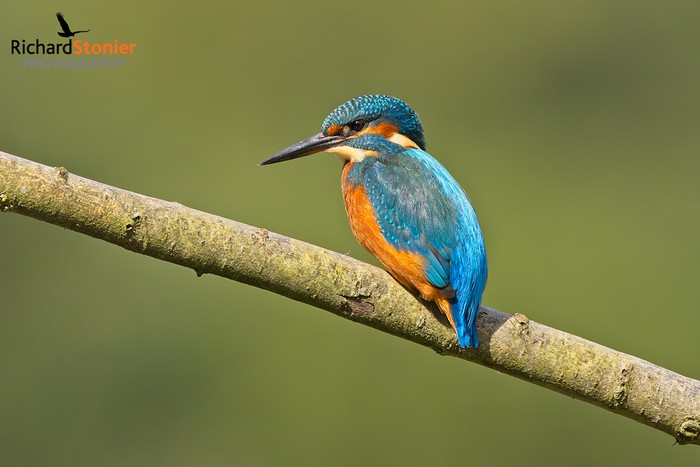 Kingfisher