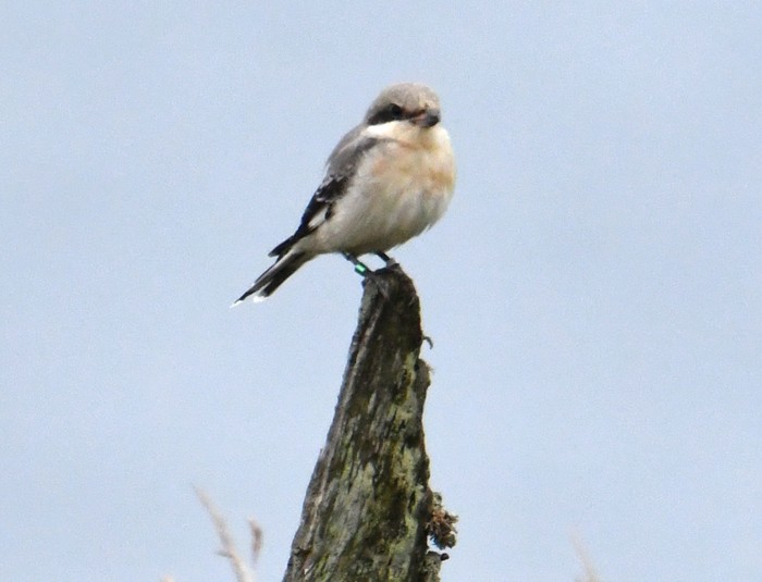 Lesser Grey Shrike