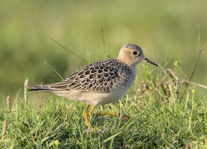Buff-breasted Sandpiper