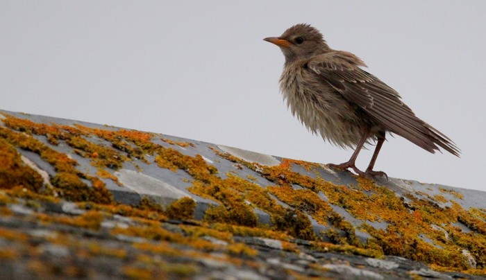 Rose-coloured Starling