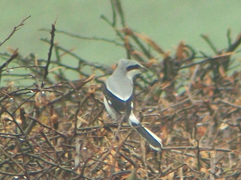Great Grey Shrike